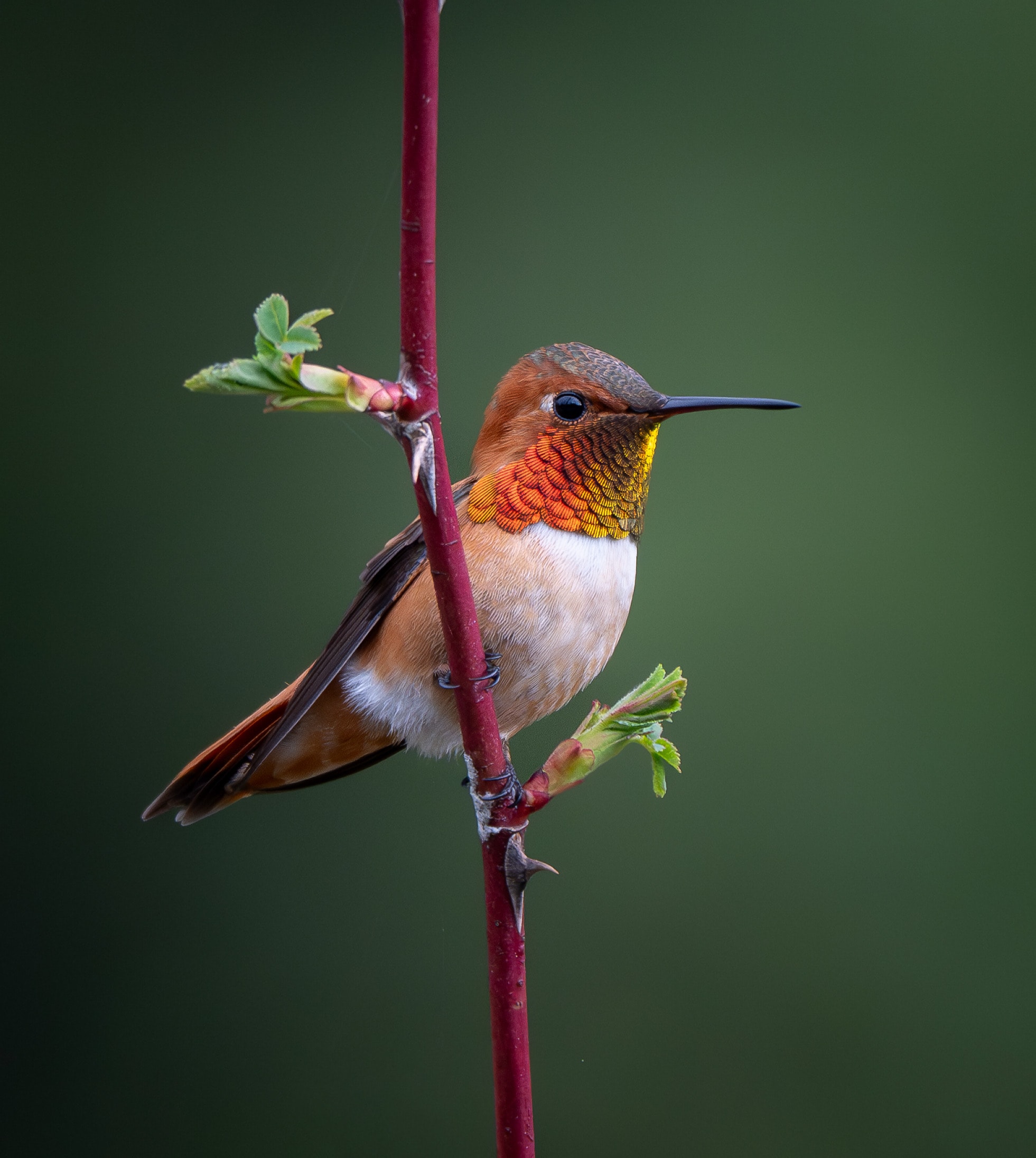 Rufous Hummingbird