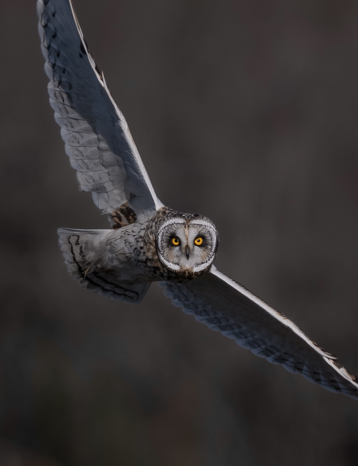 Short-eared Owl