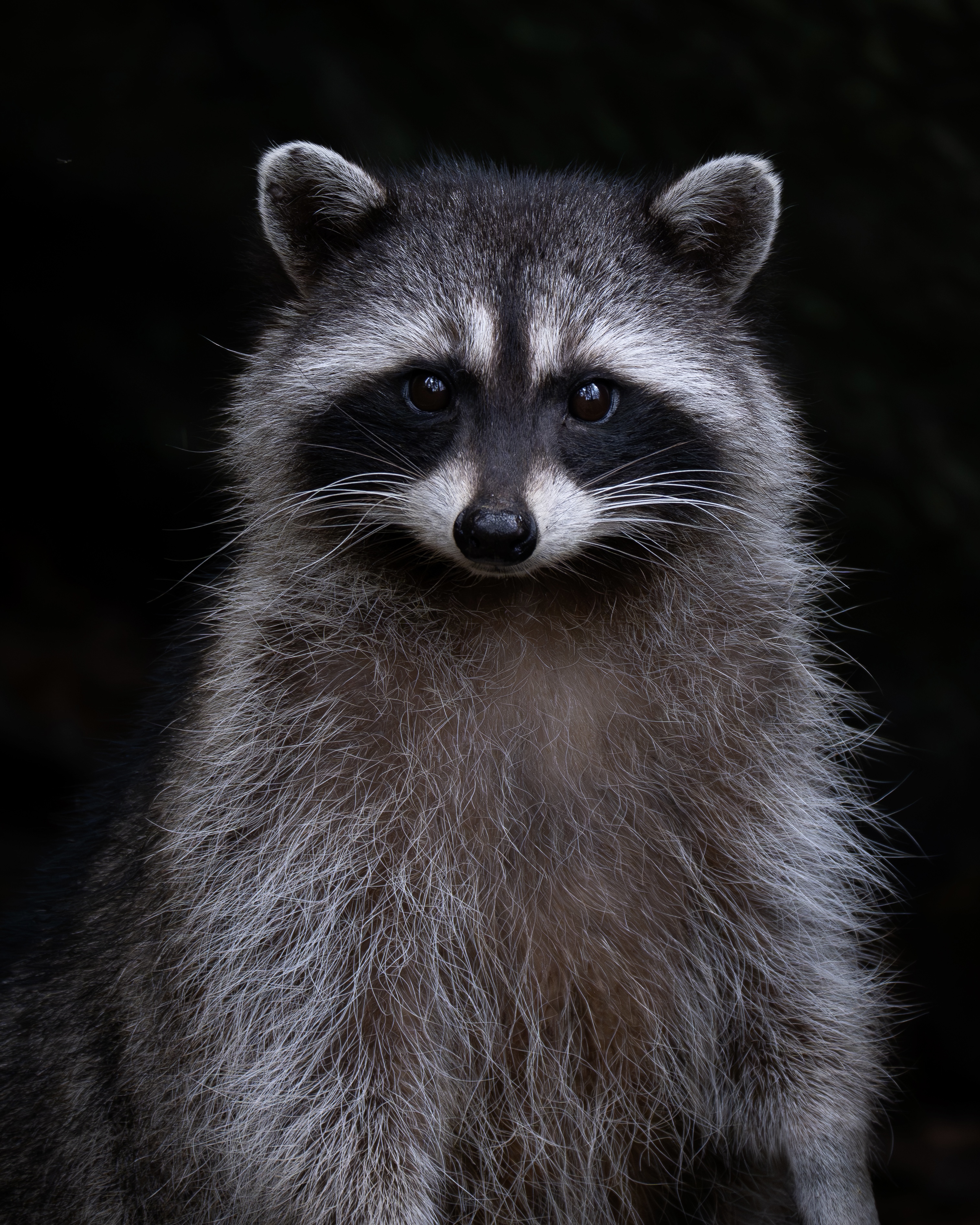 Raccoon